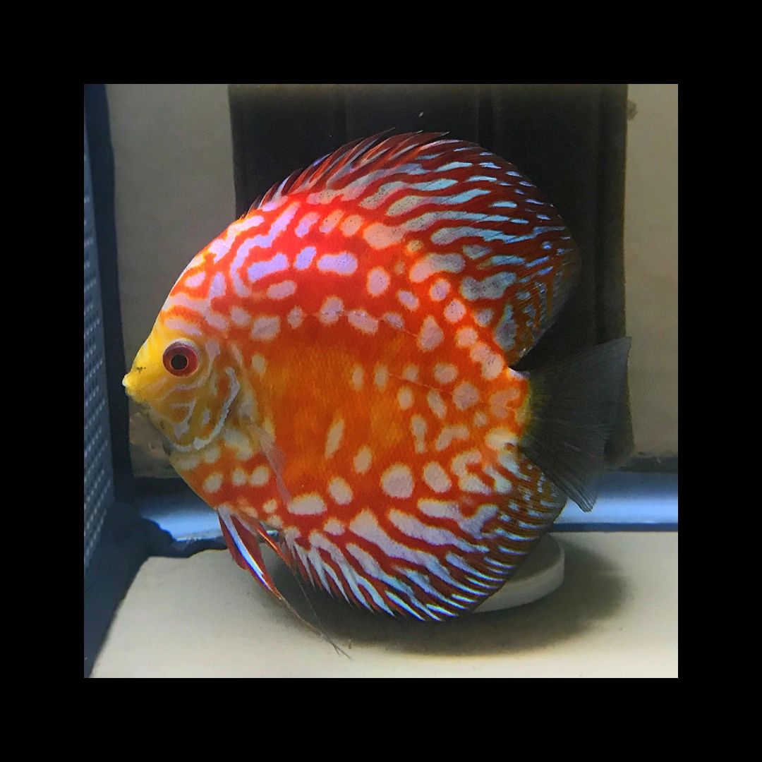 Red Panda Discus Fish